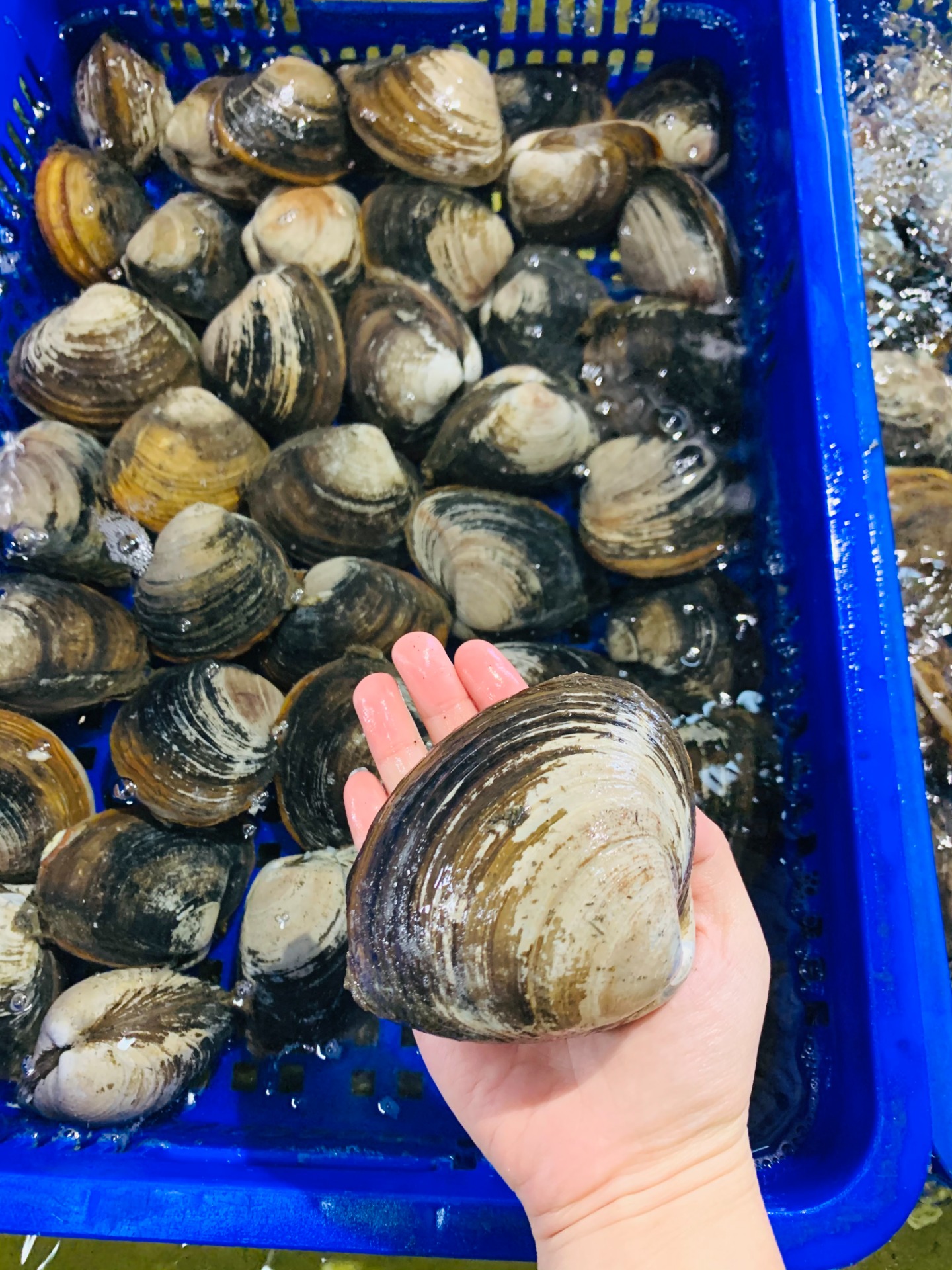 商品 立成水產進口海鮮批發有限公司 商品 立成水產進口海鮮批發有限公司