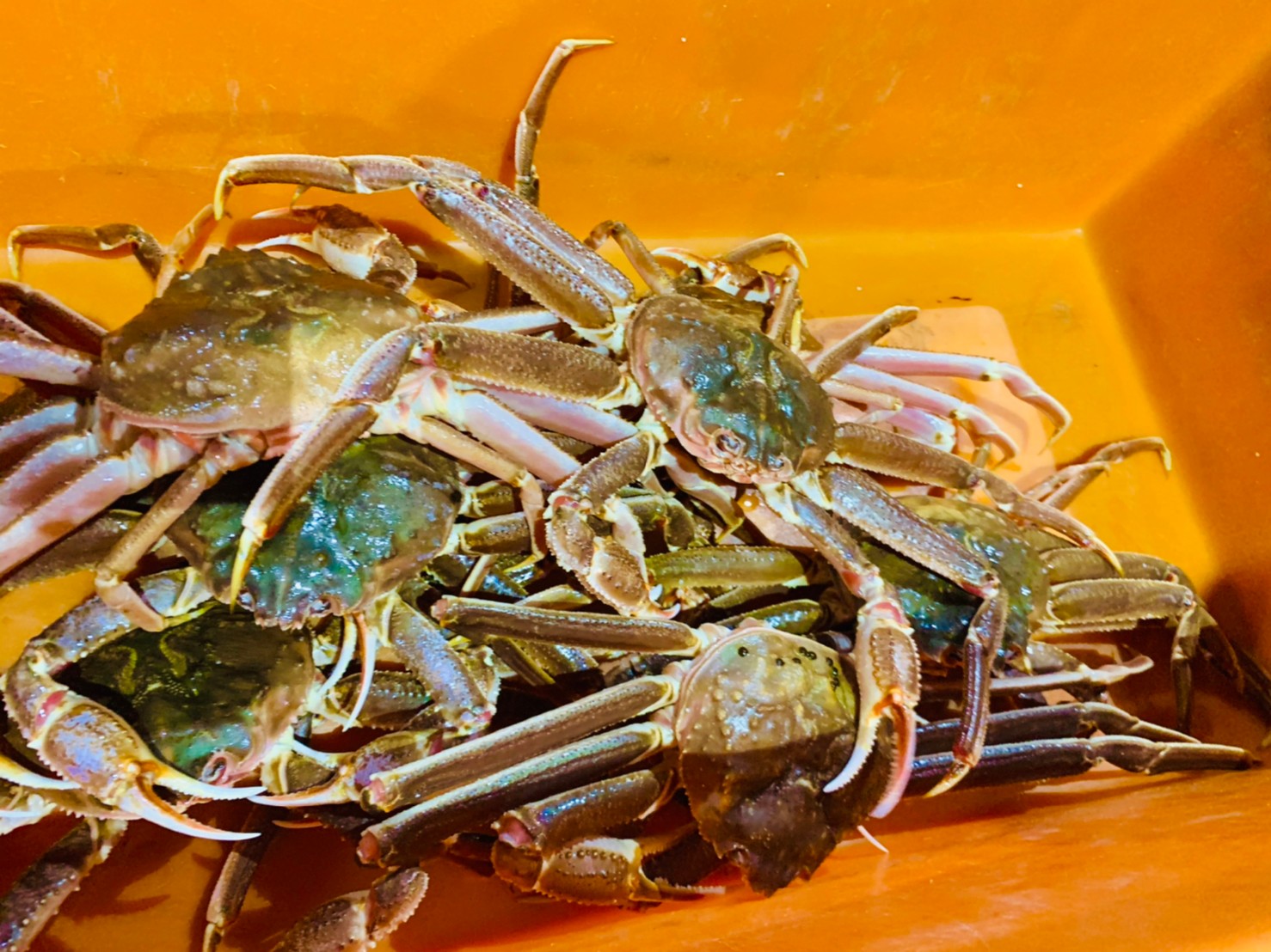 商品 立成水產進口海鮮批發有限公司